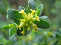 Pimelea serpyllifolia serpyllifolia