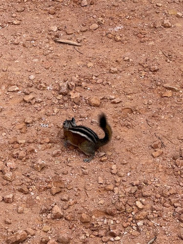 Uinta Chipmunk observed by kcowan75