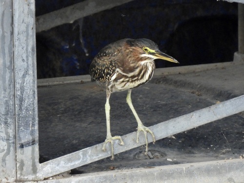 Green Heron observed by kathrynwells333