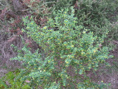 Pimelea serpyllifolia serpyllifolia