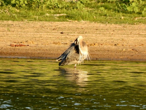 Great Blue Heron observed by kathrynwells333