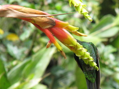 Guzmania xanthobractea