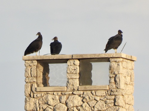 Black Vulture observed by kathrynwells333