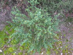 Pimelea serpyllifolia serpyllifolia