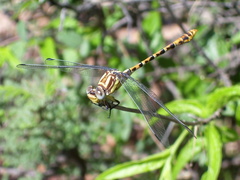 Erpetogomphus