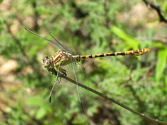Erpetogomphus