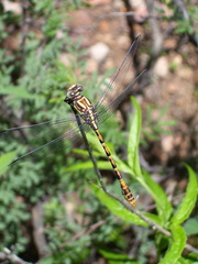 Erpetogomphus