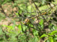Erpetogomphus