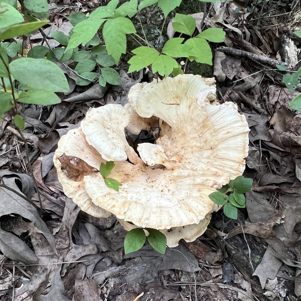 White-pored Chicken of the Woods · September 2026 · photo: Photo: (c) Anne Parker, some rights reserved (CC BY) · iNaturalist