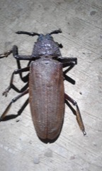 Crossocnemis colmanti