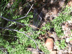 Erpetogomphus