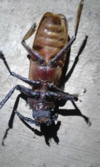 Crossocnemis colmanti