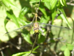 Erpetogomphus