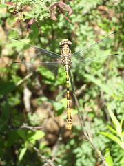 Erpetogomphus