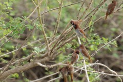 Lonchura punctulata