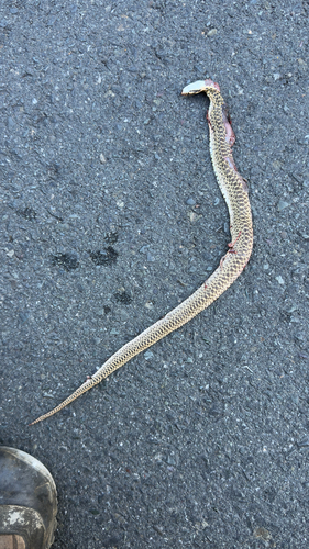 Pacific Gopher Snake observed by tylernelsen