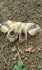 Pseudimbrasia deyrollei