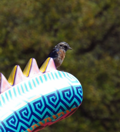 Western Bluebird seen in Sonoma Valley