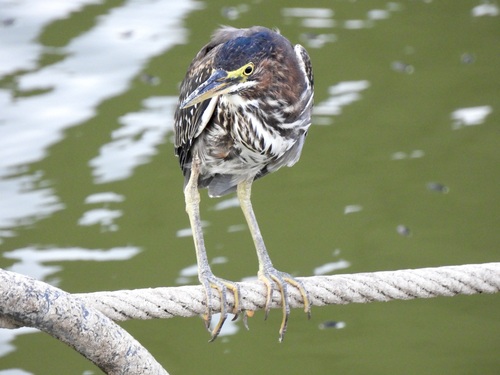 Green Heron observed by kathrynwells333