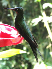 Heliodoxa imperatrix