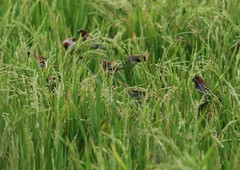 Lonchura punctulata