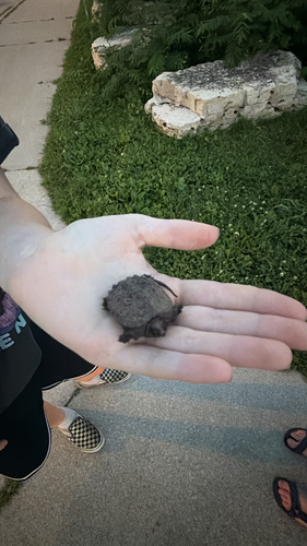 Common Snapping Turtle observed by mmenanno