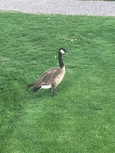 Canada Goose observed by zachary-n