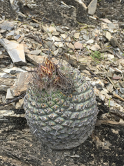 Strombocactus disciformis disciformis