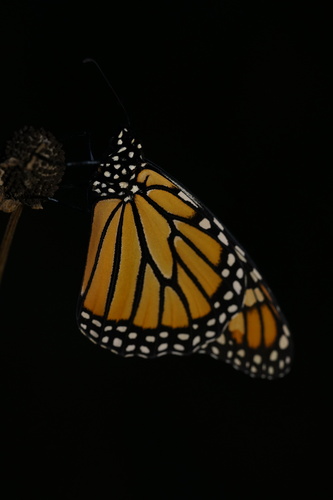 Monarch