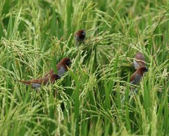 Lonchura punctulata