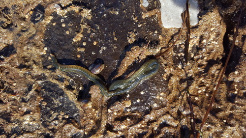 Phyllodoce medipapillata