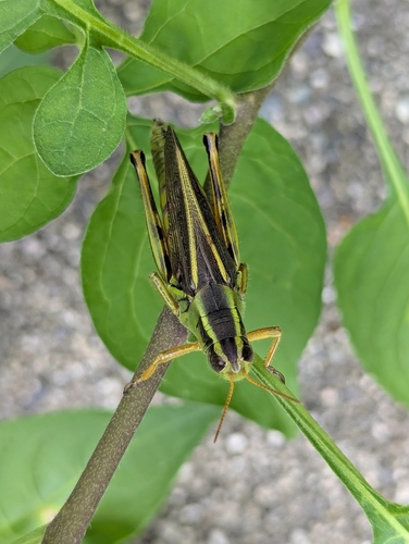 Two-striped Grasshopper