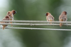 Lonchura punctulata