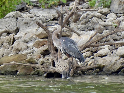 Great Blue Heron observed by kathrynwells333