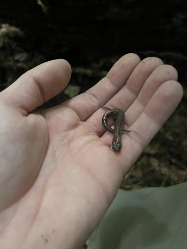 Eastern Red-backed Salamander observed by dylan_bose