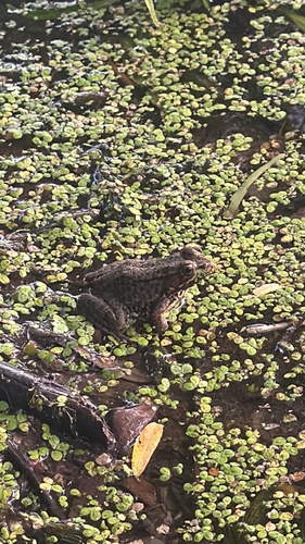 Green Frog observed by mmenanno