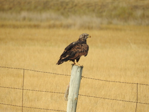 Bald Eagle observed by junomcgraw