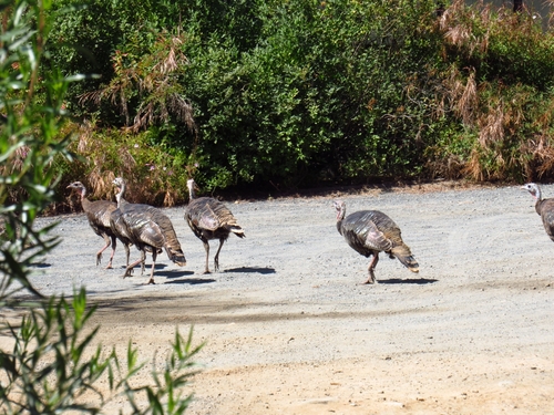 Wild Turkey seen in Sonoma Valley