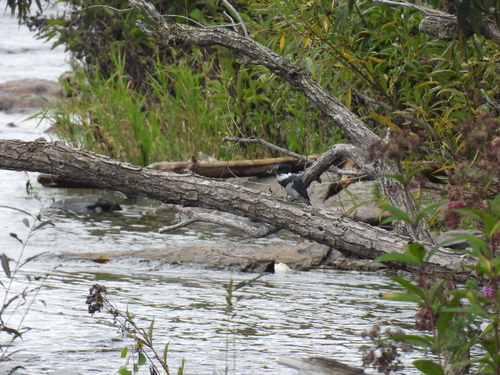 Belted Kingfisher observed by osborne88