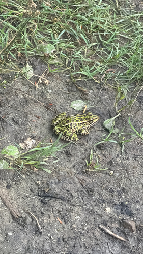 Northern Leopard Frog observed by mmenanno