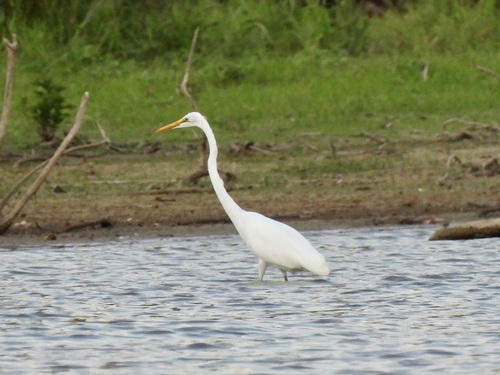 Great Egret observed by kathrynwells333