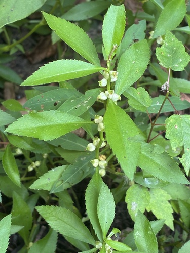 marsh mermaidweed