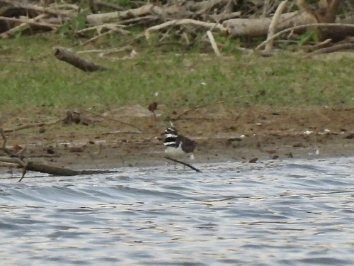 Killdeer observed by kathrynwells333