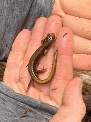 Plethodon vandykei