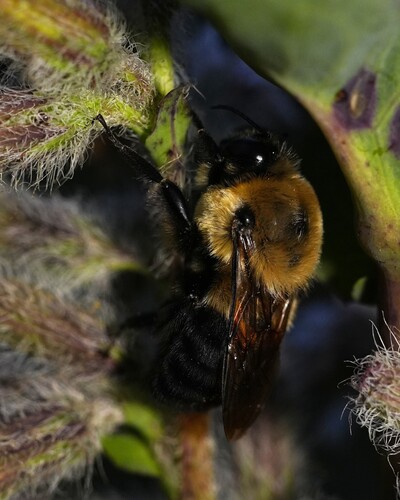 Brown-belted Bumble Bee