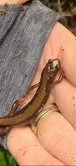 Plethodon vandykei