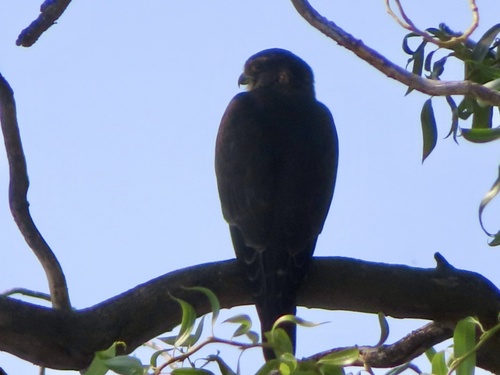 Merlin observed by narbuckle