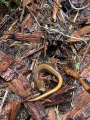 Plethodon vandykei