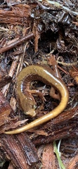 Plethodon vandykei