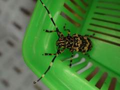 Pachyosa cervinopicta